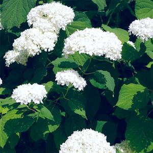 人兽兄妹乱伦漫画
